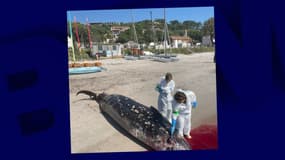 La baleine à bec de Cuvier qui s'est échouée sur une plage de Sainte-Lucie de Porto Vecchio en Corse.