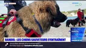 Bandol: des chiens formés au sauvetage en mer