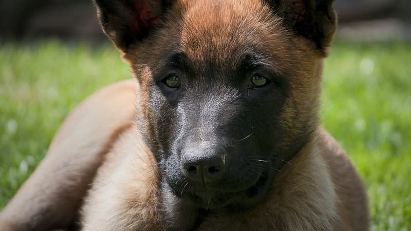 Echo a depuis été placé dans une famille d'accueil en province.&nbsp;