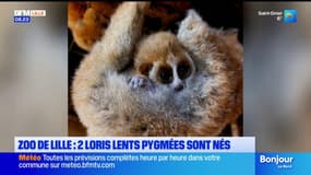 Zoo de Lille: deux primates en danger d’extinction sont nés