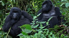 Gorilles au Rwanda, le 27 décembre 2014.
