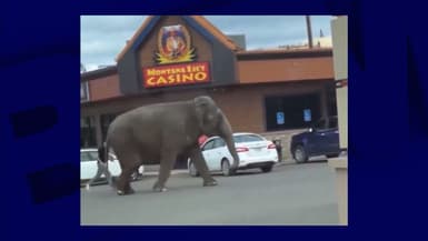 Capture d'un extrait vidéo montrant un éléphant se promenant sur l'avenue Harrison à Butte (États-Unis), après s'être échappé du Jordan World Circus, le 16 avril 2024. 