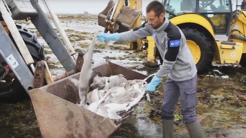 Ramassage de requins émissoles à marée basse.