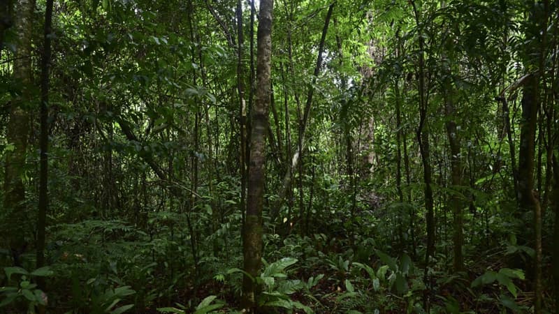 Brésil: il retourne dans l'une des tribus les plus isolées après un rare contact avec le reste du monde