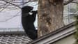 Un ours sur le parcours d'un tournoi de golf au Japon