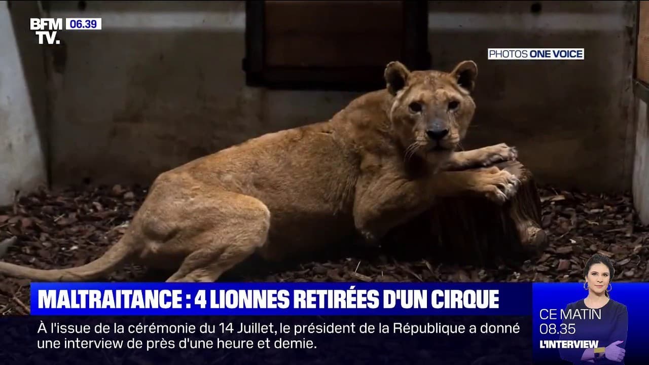 4 Lionnes Faméliques Et Blessées Saisies Dans Un Cirque Pour Maltraitance