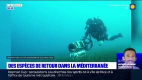 Alpes-Maritimes: des espèces de la faune marine de retour dans la mer Méditerranée
