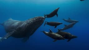 Avec "Blue", Disney veut alerter sur l'océan... avec des caméras spécialement conçues pour suivre les baleines