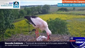 "Le printemps des cigognes", le rendez-vous à retrouver sur BFMTV chaque vendredi jusqu'au mois de juin