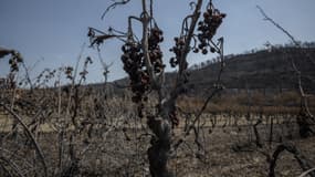 Des vignes brûlées par l'incendie qui a traversé l'Aude à l'été 2025, le 14 août 2025 (photo d'illustration).