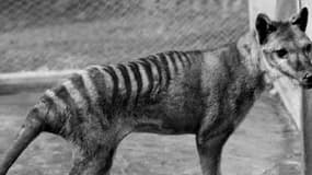 Le tigre de Tasmanie a officiellement diparu.
