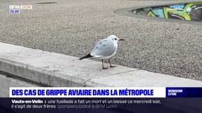 Des cas de grippe aviaire dans la Métropole de Lyon