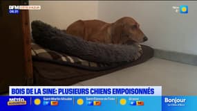 Vence et Saint-Paul-de-Vence : des chiens empoisonnés dans les bois de la Sine