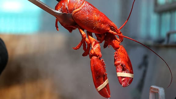 Les restaurants suisses devront étourdir le homard avant de le plonger dans l'eau bouillante. (Photo d'illustration)