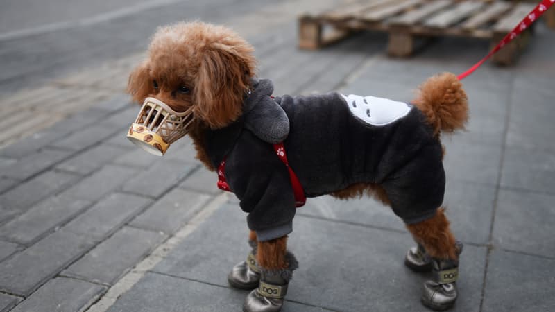 Un chien à Pékin (Chine), portant une protection contre le Covid-19, le 25 février 2020