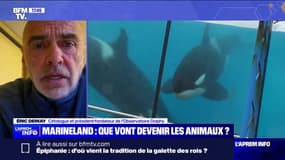 Fermeture de Marineland: "Il ne faut surtout pas libérer les animaux à la vie sauvage", affirme le cétologue Eric Demay