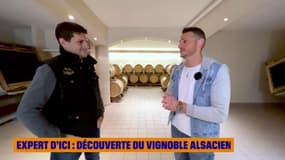 Expert d'ici : Découverte du vignoble Alsacien