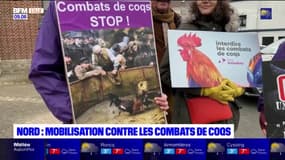 Nord: mobilisation contre les combats de coqs à Beuvry-la-Forêt 