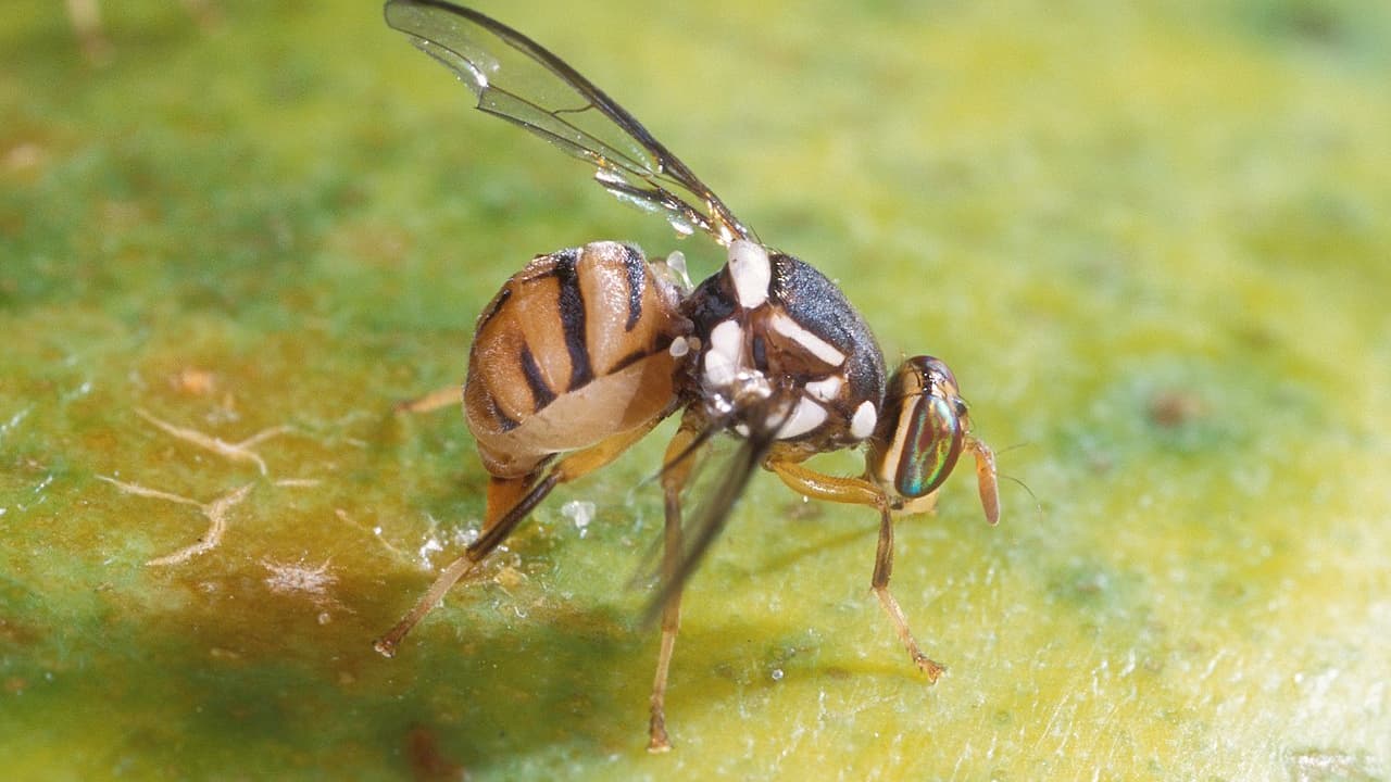 Why this Asian fly was placed under surveillance to prevent its arrival in France