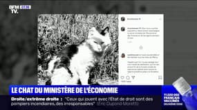 Y aura-t-il un successeur à Olive, le chat du ministère de l'Économie, mort le mois dernier ?