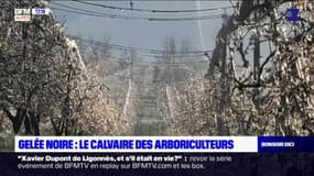 Gelée noire: cet arboriculteur à Lagrand continue de protéger ses fruits "pour en sauver un maximum" 