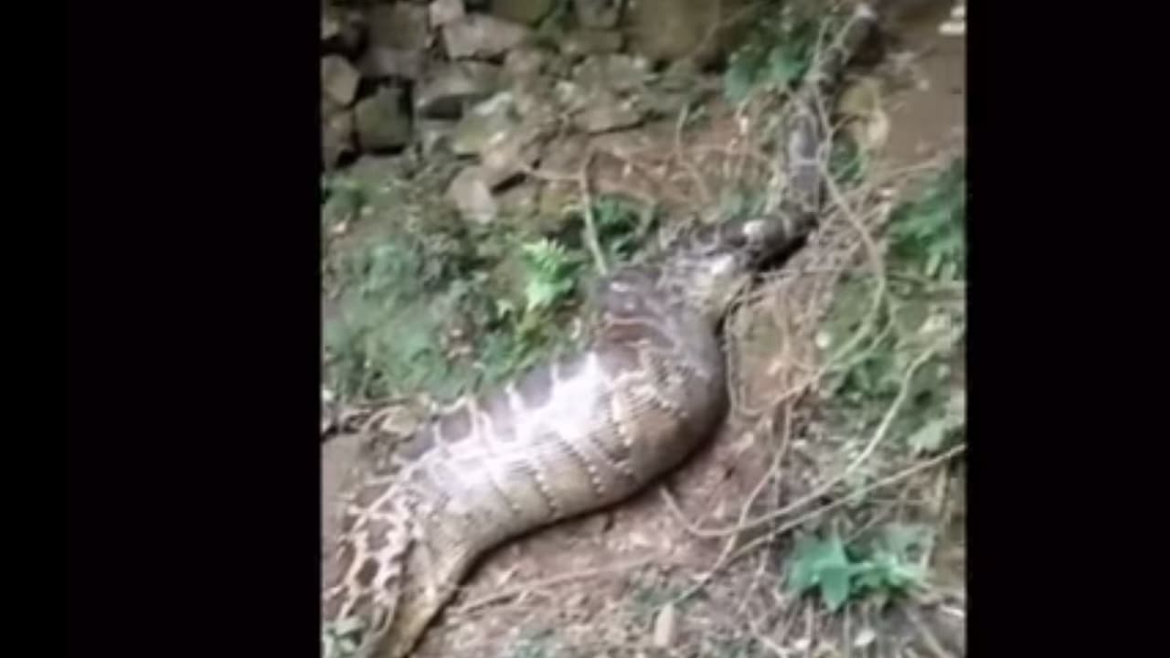 Un python vomit une chèvre en Chine