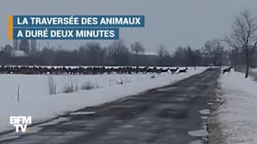 Des cerfs envahissent la route en Hongrie