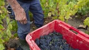 Deux semaines après le début des vendanges, qui doivent se poursuivre jusqu'à début octobre, les viticulteurs du Beaujolais estiment à 50% leurs pertes alors que les autres vignobles affichent une récolte en baisse de 10 à 30%. /Photo d'archives/REUTERS/R