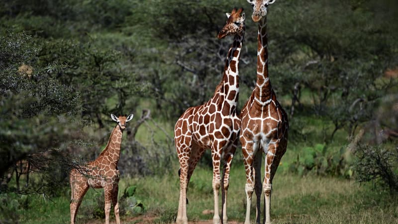 Des girafes, le 5 août 2019 à Nanyuki au Kenya. 