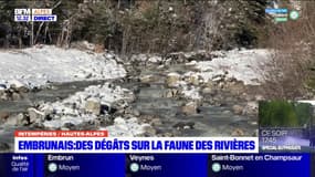 Intempéries dans les Hautes-Alpes: des dégâts sur la faune des rivères dans l'Embrunais