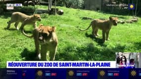 Après deux mois de fermeture, le zoo de Saint-Martin-la-Plaine rouvre ses portes
