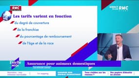 Assurance pour animaux domestiques - 15/09