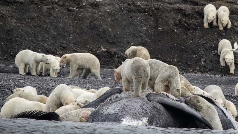 Près de 200 ours polaires se rassemblent autour d'une carcasse de baleine sur l'île Wrangel, dans l'Arctique
