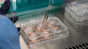 Depuis une dizaine d'années, l'immunothérapie est apparue comme le plus important progrès de la cancérologie