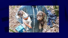 L'équipe USAR des sapeurs-pompiers de l'Aveyron portant secours à deux chiens coincés dans un terrier de renard.