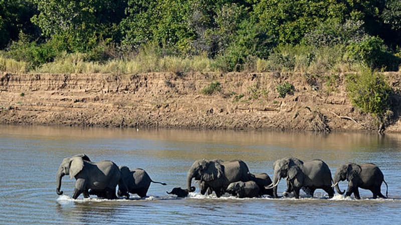 Zambie: une touriste américaine éjectée de son véhicule et tuée par un éléphant