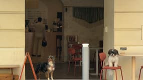 À Nice, le Full bloom café est une bonne adresse pour les propriétaires de petits chiens