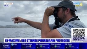 Sainte-Maxime: l'accès à l'île des sardinaux interdit en raison de la présence de sternes pierregarin