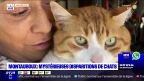 Montauroux: sept chats ont disparu en quelques semaines, une association s'organise pour les retrouver