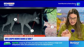BFM Var et vous: des loups noirs observés dans le Var