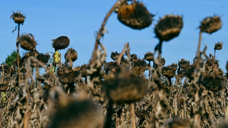 Des tournesols flétris par la sécheresse dans un champ près de Lyon le 24 août 2022