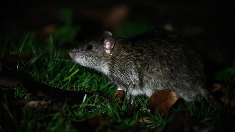 Il y en a de partout: le ras-le-bol des habitants d'Evry-Courcouronnes face à la présence de rats