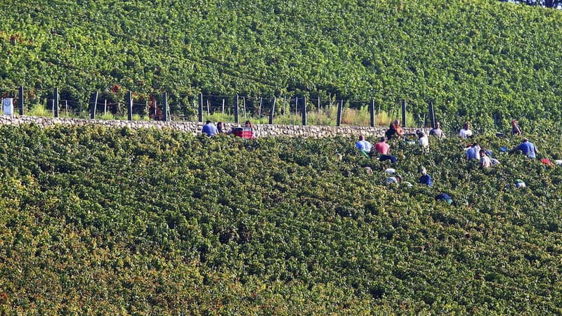 Le syndicat général des vignerons de Champagne estime que la récolte sera en moyenne de 7.000 à 7.500 kilos de raisin par hectare contre 12.000 à 13.000 kilos en 2015.
	

