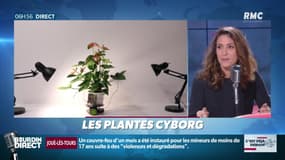 La chronique de Nina Godart : Les plantes cyborg - 26/12