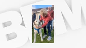 Daisy, une labrador de 13 ans, a retrouvé ses propriétaires après avoir été volée il y a sept ans