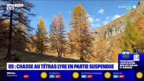Hautes-Alpes: la chasse au tétras lyre partiellement suspendue