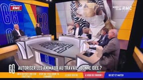 À vous de choisir : Autoriser les animaux au travail, bonne idée ? - 12/10