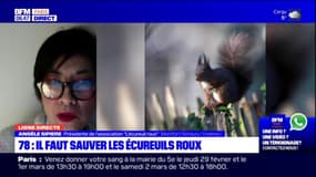 Ligne directe: dans les Yvelines, une association milite pour sauver les écureuils roux 
