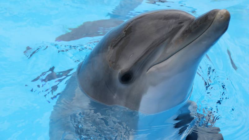 Des dauphins peuvent détecter des explosifs et des nageurs ennemis.