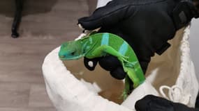 L'un des reptiles découvert par les douaniers